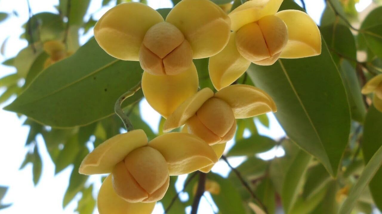 រុក្ខជាតិតំណាងឲ្យប្រទេសទាំង១០ នៅក្នុងតំបន់អាស៊ី 1 image 1 edited