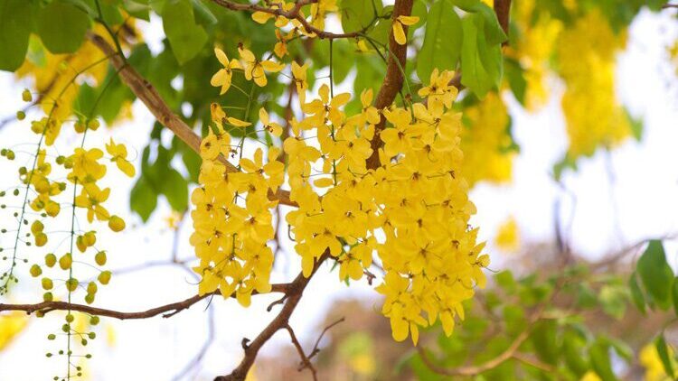 រុក្ខជាតិតំណាងឲ្យប្រទេសទាំង១០ នៅក្នុងតំបន់អាស៊ី 2 image 2024 06 28 09 59 49 edited