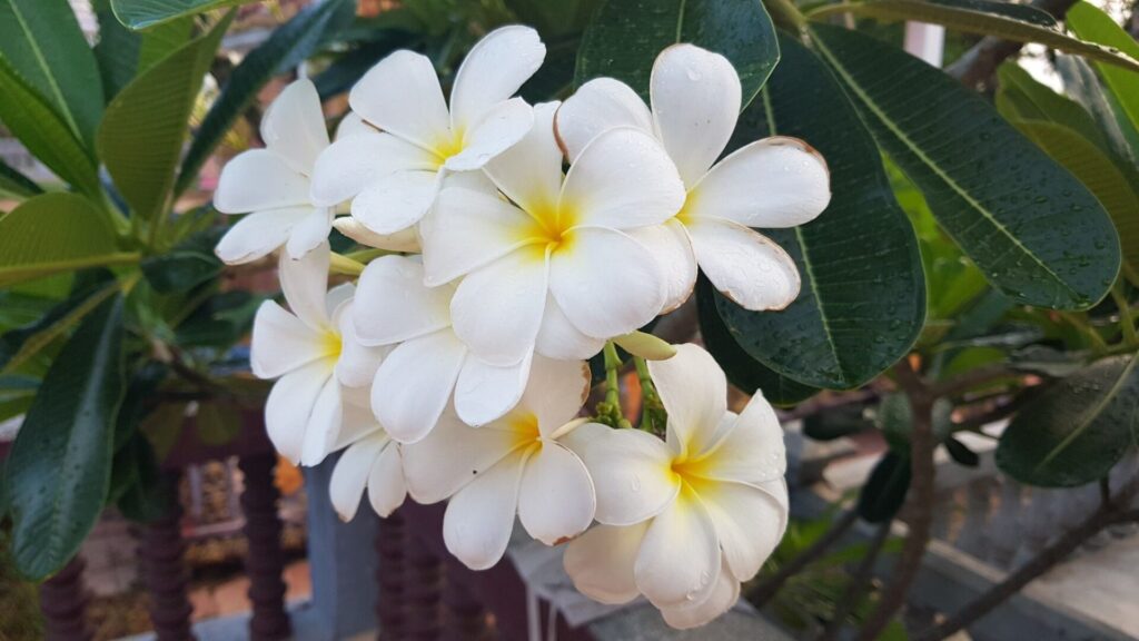 រុក្ខជាតិតំណាងឲ្យប្រទេសទាំង១០ នៅក្នុងតំបន់អាស៊ី 10 image 2024 06 28 10 09 27